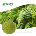 Premium Natural Matcha Green Tea Powder